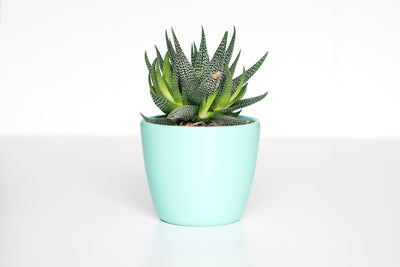 Ceramic Indoor Tabletop Planter with Wooden Stand