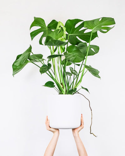 Faux Potted Monstera Deliciosa Plant 45cm