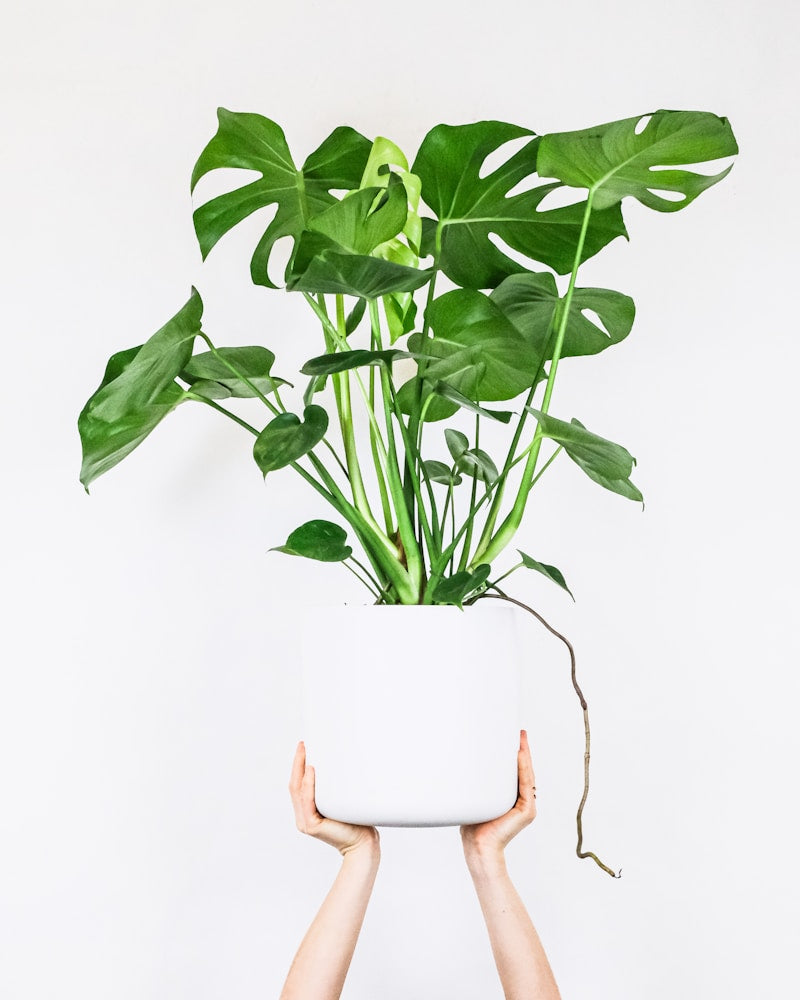 Faux Potted Monstera Deliciosa Plant 45cm