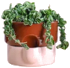 Pot View